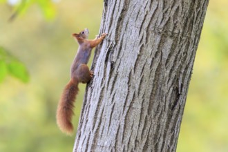 A squirrel quickly climbs up the rough tree trunk, squirrel (Sciurus vulgaris), wildlife, Germany