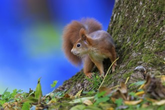 A squirrel peeks at a mossy trunk against a bright blue background, squirrel (Sciurus vulgaris),