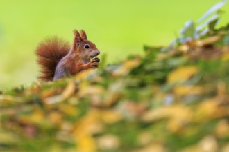 A small squirrel sits in autumn leaves and keeps a nut, squirrel (Sciurus vulgaris), wildlife,