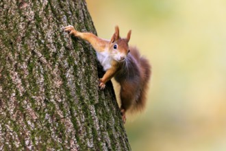 A squirrel clings to the trunk with its paws spread out and looks attentively, squirrel (Sciurus
