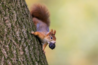 A squirrel climbs upside down the trunk and carries a dark nut, squirrel (Sciurus vulgaris),