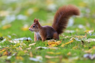 Watchful squirrel sitting in autumn grass, squirrel (Sciurus vulgaris), wildlife, Germany