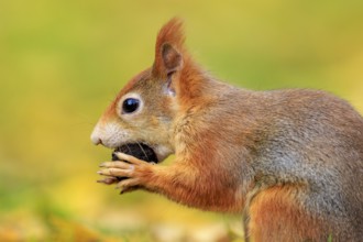 A red squirrel holding a nut against a soft, green-yellow background, squirrel (Sciurus vulgaris),