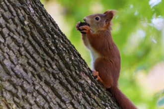 Squirrel (Sciurus vulgaris), wildlife, Germany