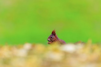 Squirrel visible from the side with nut against green bokeh and gentle foliage blur, squirrel