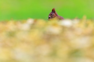 Red squirrel snacking in front of soft green behind golden leaves, silent autumn scene, squirrel