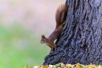 Squirrel climbing upside down the trunk, lively against an autumn background, squirrel (Sciurus