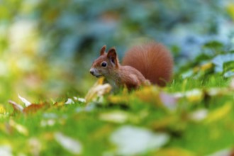 Young squirrel roaming through autumnal grass with coloured leaves, squirrel (Sciurus vulgaris),