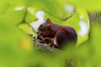 Squirrel nibbling on a branch under cover of thick leaves, squirrel (Sciurus vulgaris), wildlife,