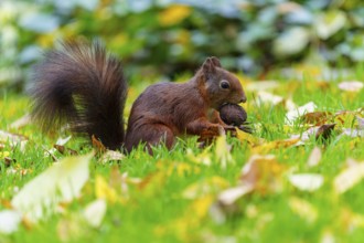 Squirrel keeps a walnut in the grass among colorful autumn leaves, squirrel (Sciurus vulgaris),