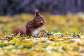 Squirrel nibbling in golden leaves, exposed against soft background, squirrel (Sciurus vulgaris),