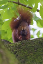 Red squirrel on mossy branch with walnut, surrounded by fresh leafy green, squirrel (Sciurus