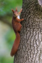 Squirrel clings to bark and looks down curiously, squirrel (Sciurus vulgaris), wildlife, Germany
