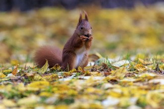 White-chested squirrel nibbling in a sea of leaves, autumnal and peaceful, squirrel (Sciurus