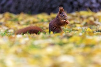 Squirrel eating in a carpet of yellow autumn leaves, silent and concentrated, squirrel (Sciurus