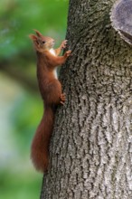 Squirrel climbing up the trunk, set free from soft green, squirrel (Sciurus vulgaris), wildlife,