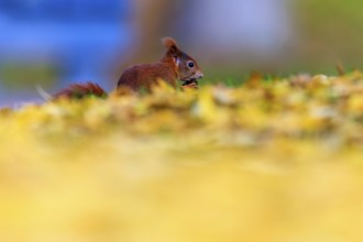 Red squirrel appears among yellow autumn leaves, soft bokeh and calm atmosphere, squirrel (Sciurus