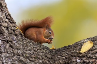 Squirrel sitting on rough bark and nibbling on a nut surrounded by autumnal bokeh, squirrel