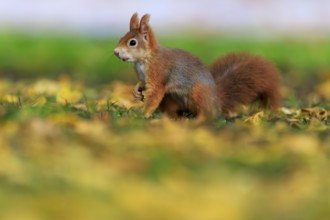 Upright and alert in colorful foliage, squirrels in front of gently blurred green, squirrel