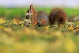With a nut in its mouth, a squirrel remains on a leafy meadow, squirrel (Sciurus vulgaris),
