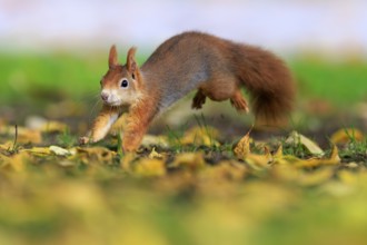 Jumping quickly over autumn leaves, energetic squirrel against a soft background, squirrel (Sciurus