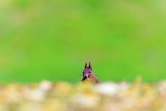 Curious view over a golden leaf edge, squirrel with nut in front of calm greenery, squirrel