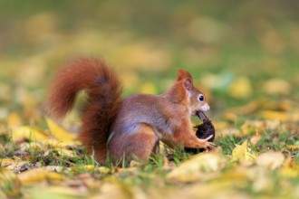 A squirrel carries a nut across the ground between yellow leaves, squirrel (Sciurus vulgaris),