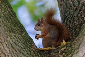 A squirrel holds its prey in a tree fork, warm fur against soft forest green, squirrel (Sciurus