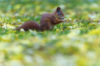 Little squirrel snacking in low grass against a soft pastel background, squirrel (Sciurus