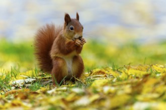 Squirrel sitting in leaves and eating, soft colors in the background, squirrel (Sciurus vulgaris),
