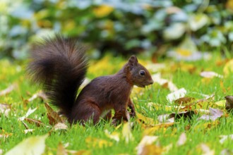 Watchful squirrel standing in autumn grass, squirrel (Sciurus vulgaris), wildlife, Germany