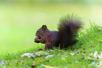 Squirrel carrying a walnut across a lush meadow, squirrel (Sciurus vulgaris), wildlife, Germany