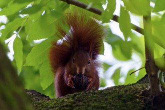 Squirrel keeps a nut under thick leaves and looks carefully ahead, squirrel (Sciurus vulgaris),