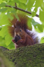 Squirrel (Sciurus vulgaris), wildlife, Germany