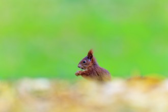 Small red squirrel eating in leaves, exposed against a bright green background, squirrel (Sciurus