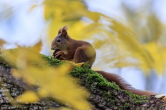 Squirrel on mossy branch between yellow leaves, silent and concentrated, squirrel (Sciurus
