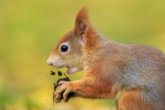 Close up portrait nibbling, fine crumbs flying, warm fur on a golden background, squirrel (Sciurus
