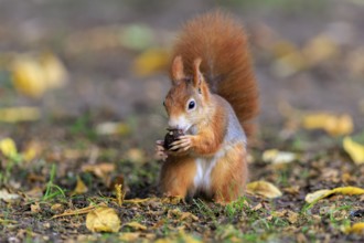 Squirrel holding a nut and eating among colorful leaves, squirrel (Sciurus vulgaris), wildlife,