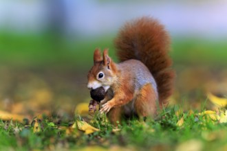 Squirrel hurrying through grass with a nut, squirrel (Sciurus vulgaris), wildlife, Germany