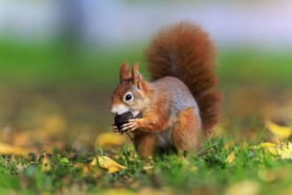 Squirrel carries a nut across the ground covered with leaves, squirrel (Sciurus vulgaris),