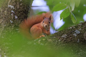 Red squirrel resting on a branch between fresh green, wrapped in soft bokeh, squirrel (Sciurus