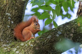 Squirrel sitting in branches and eating a nut in mild light, squirrel (Sciurus vulgaris), wildlife,