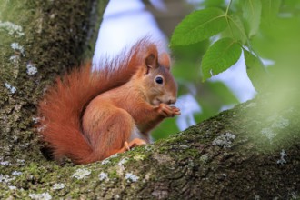 Squirrel in branches with nuts, caught close and calmly, squirrel (Sciurus vulgaris), wildlife,
