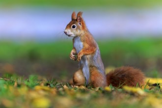 Squirrel standing alert in grass between falling leaves, squirrel (Sciurus vulgaris), wildlife,