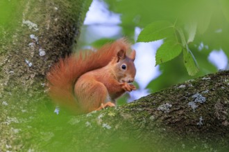 Squirrel nibbling on a branch surrounded by green leaves and gentle blur, squirrel (Sciurus