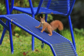 Squirrel balancing on a blue grid ramp in the garden, squirrel (Sciurus vulgaris), wildlife,