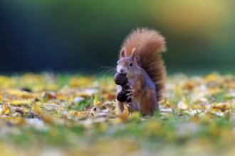 Free squirrel keeping a nut from a soft color gradient, squirrel (Sciurus vulgaris), wildlife,
