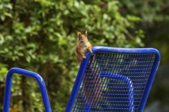 Squirrel curiously climbs on the back of a blue metal chair, squirrel (Sciurus vulgaris), wildlife,