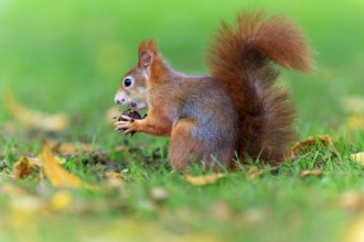 Squirrel in grass with nut surrounded by soft green background, squirrel (Sciurus vulgaris),