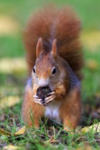Squirrel holding a nut with both paws and looking straight ahead, squirrel (Sciurus vulgaris),